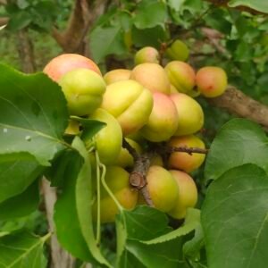Apricot