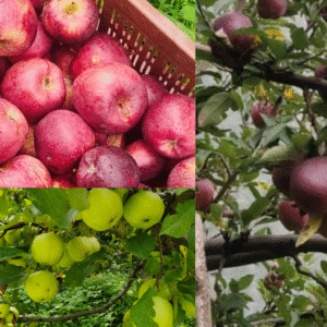 Organic Apples