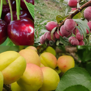 Seasonal Fruits